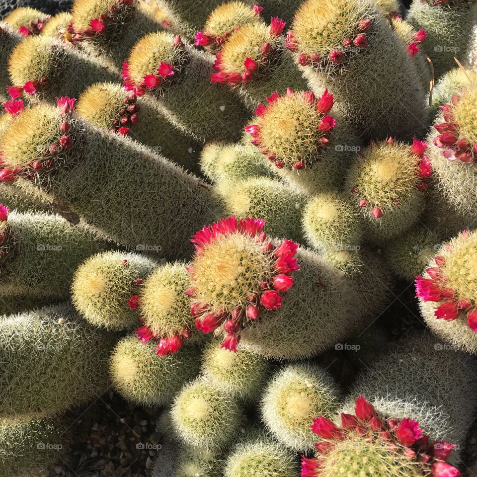 Cacti