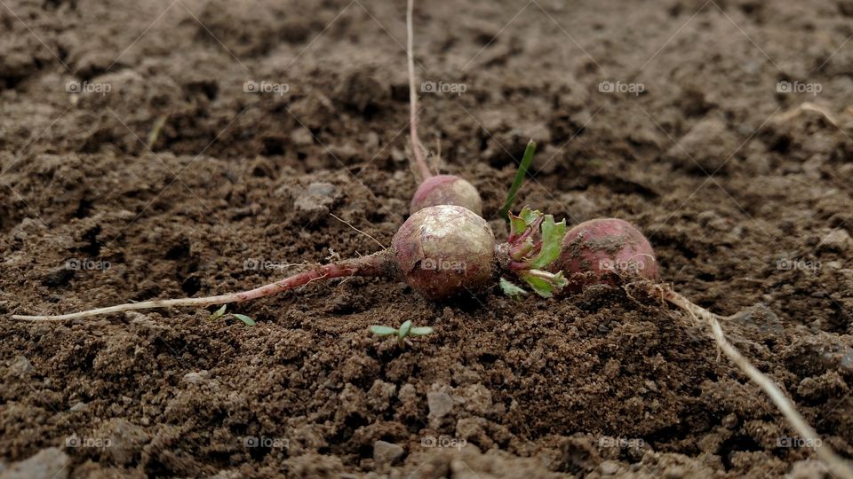 Farm radishes.