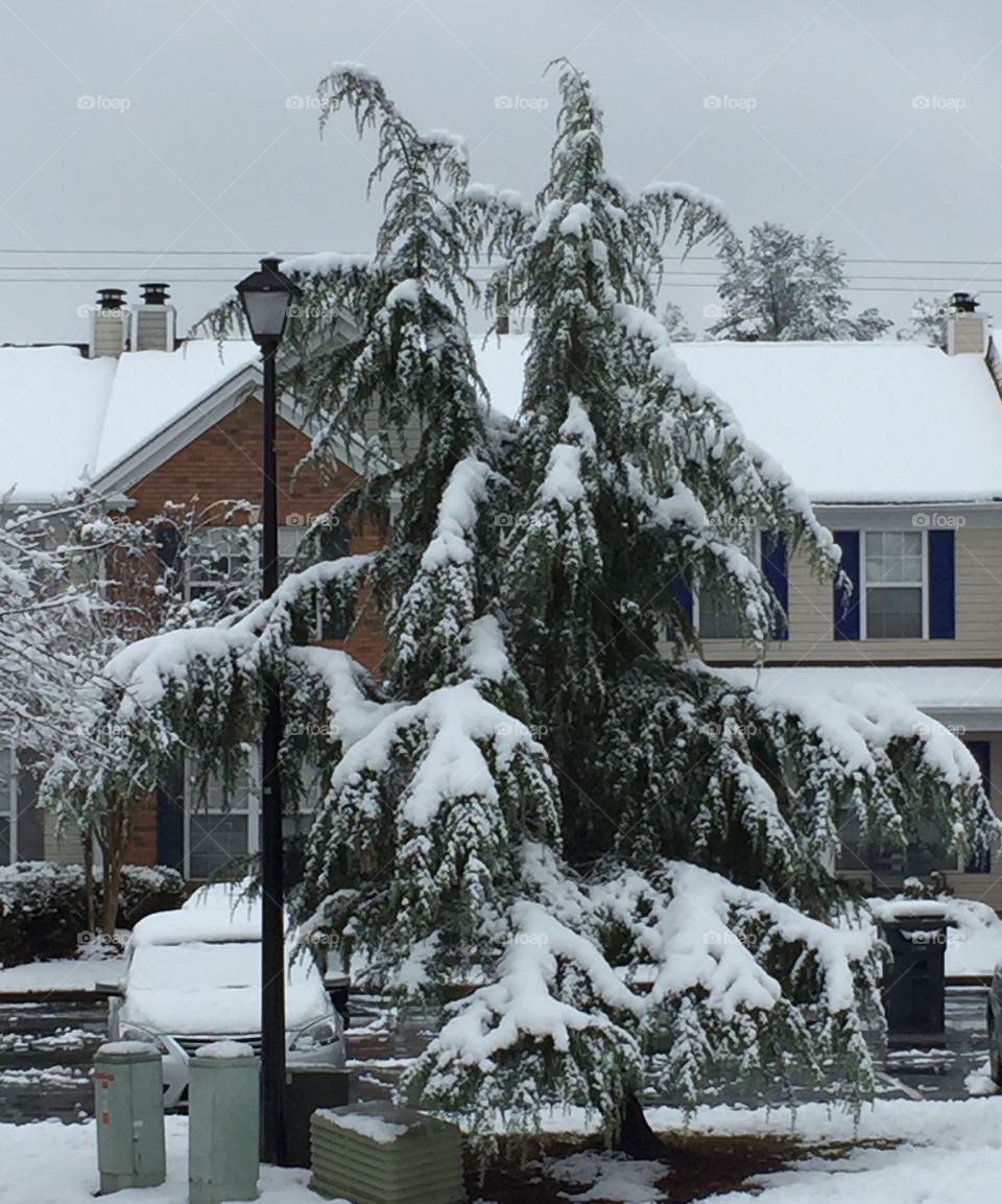 Snow-covered Pine