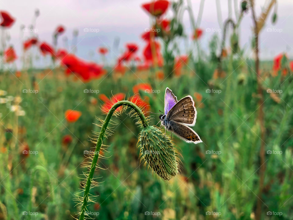 Butterfly and flower