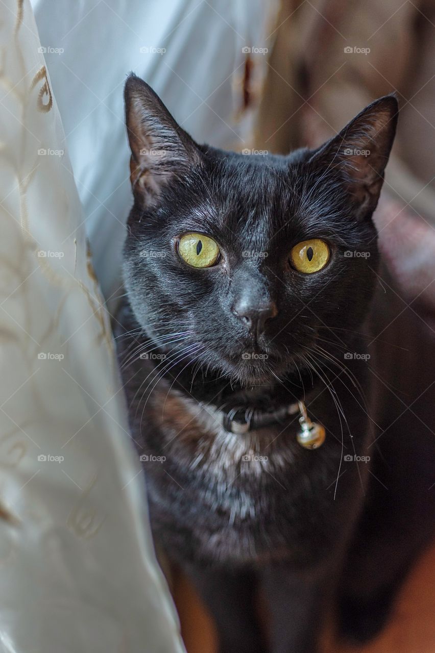 Pretty black domestic cat with beautiful eyes!