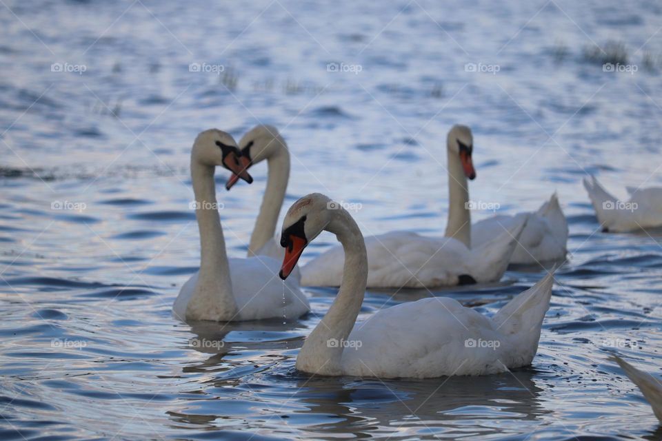 A flock of swans