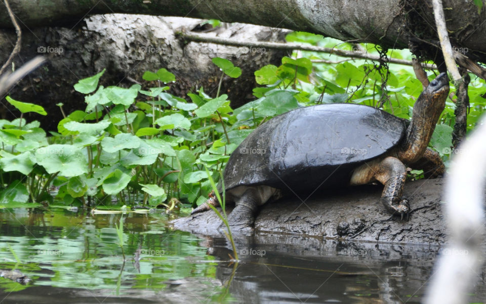 water turtle swamp costa rica by ozba