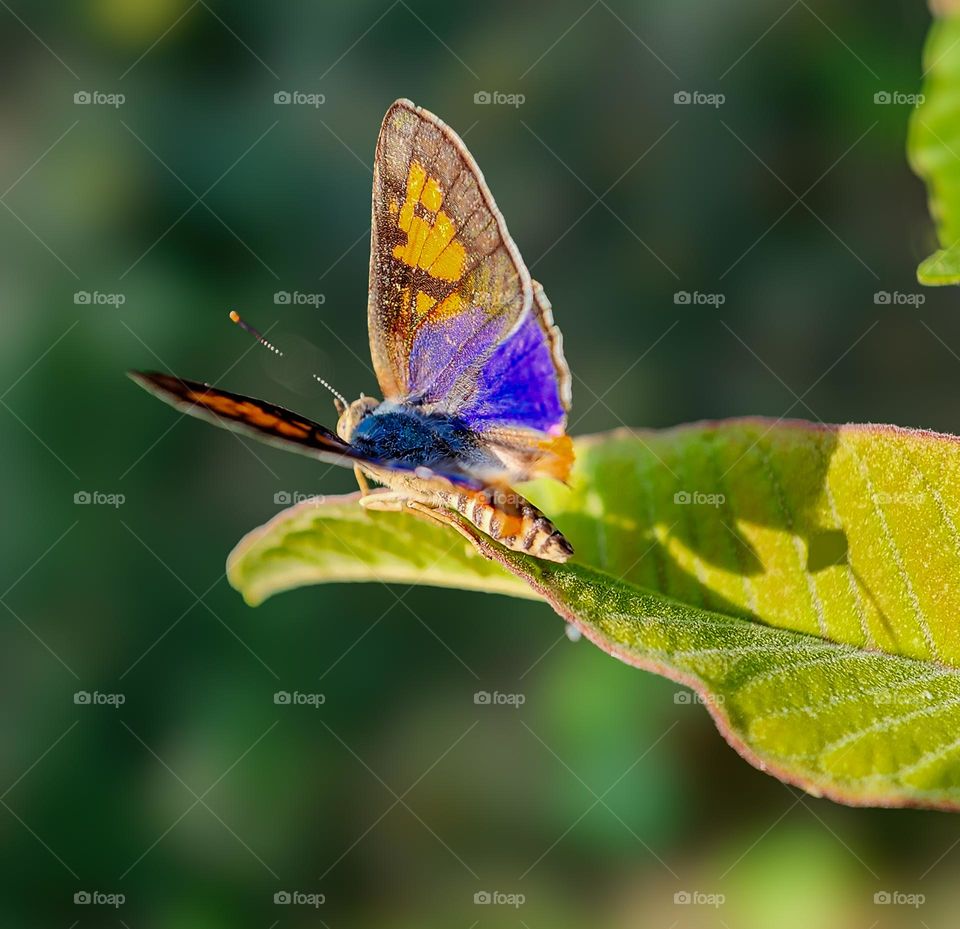 Colorful butterfly 