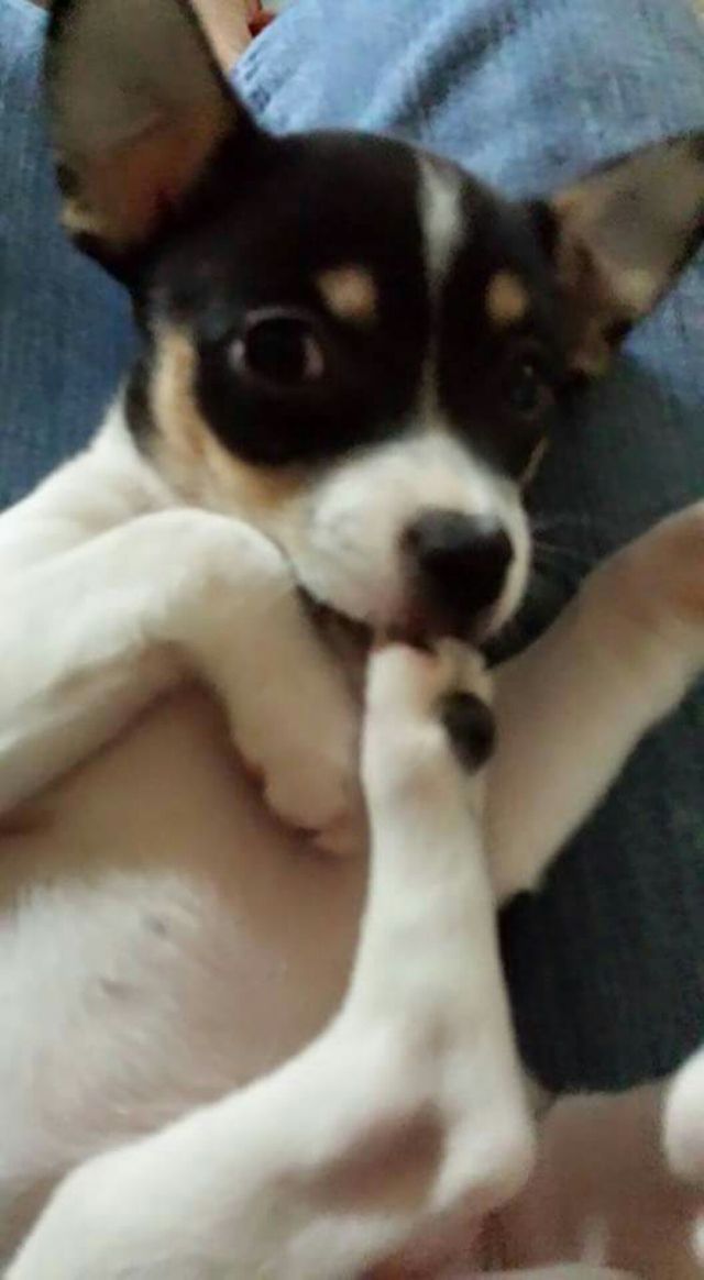 puppy love