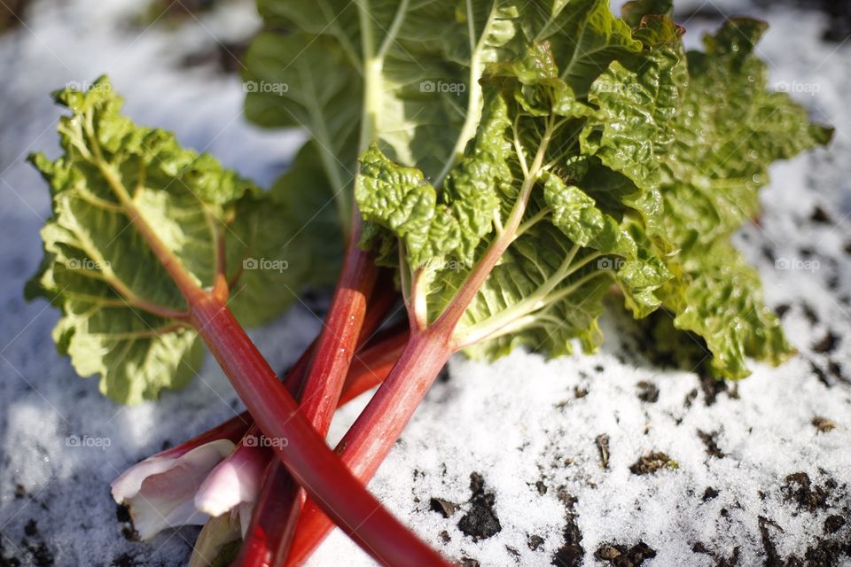 it's spring when the rhubarb is ready!
