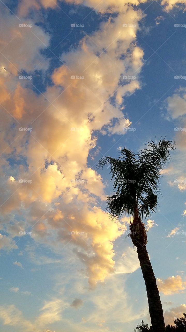 palm tree gold clouds