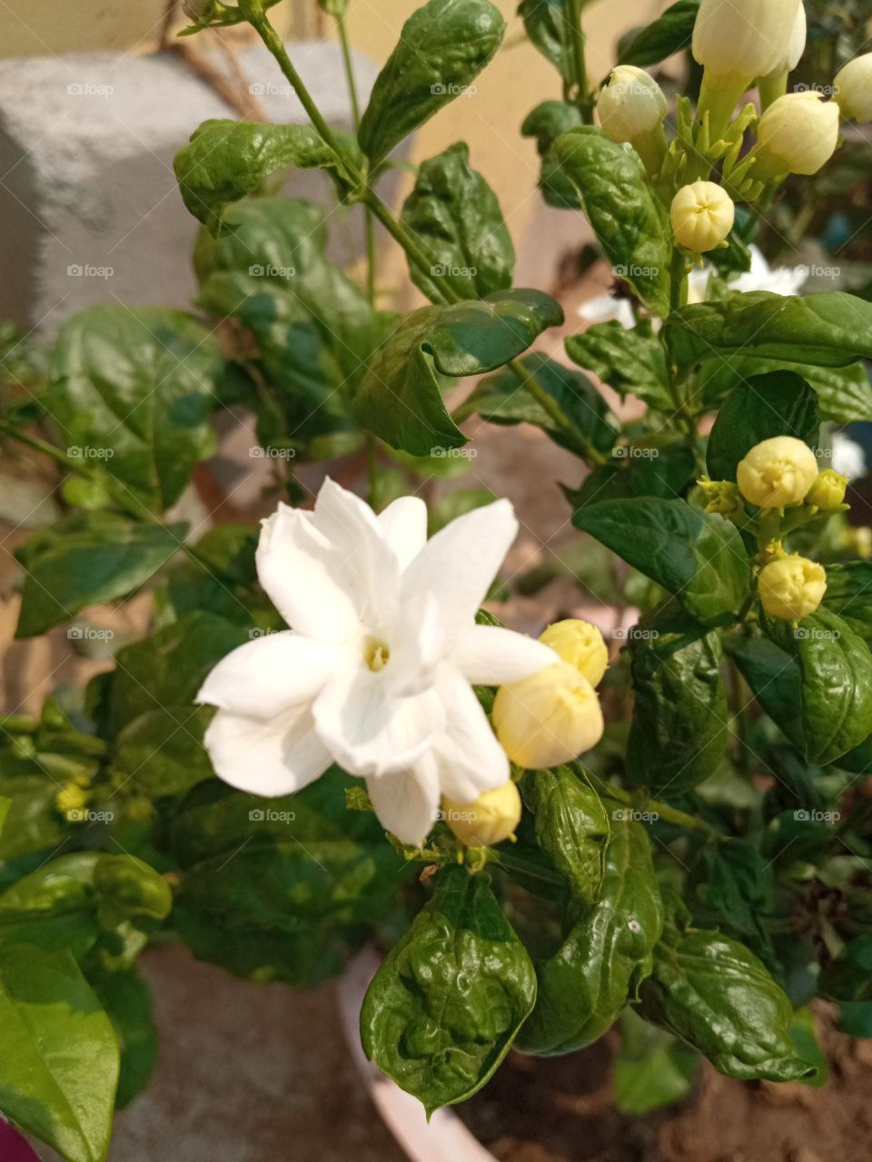 beautiful white flower 🌺🌻🌹🌷