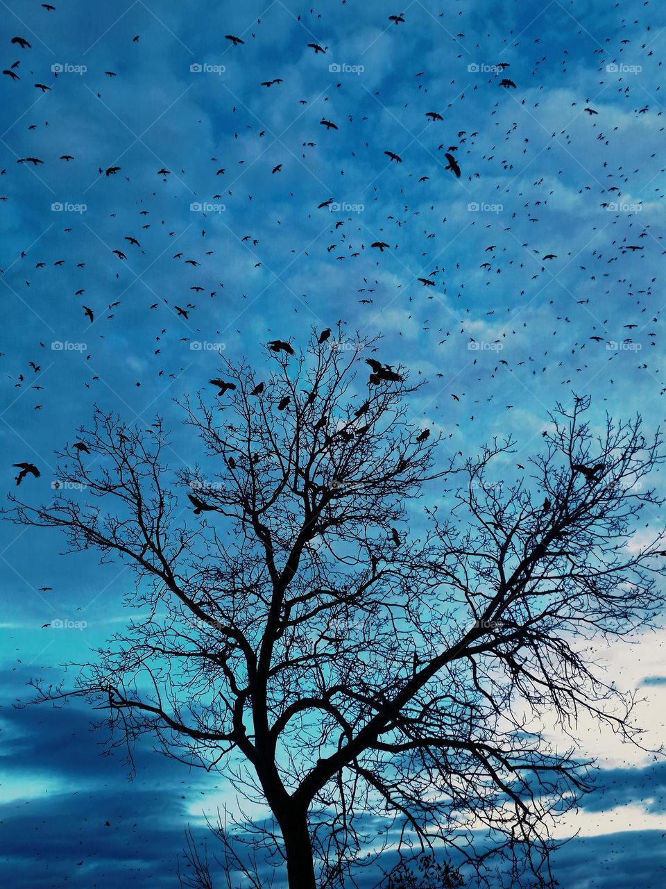 flock of crows.