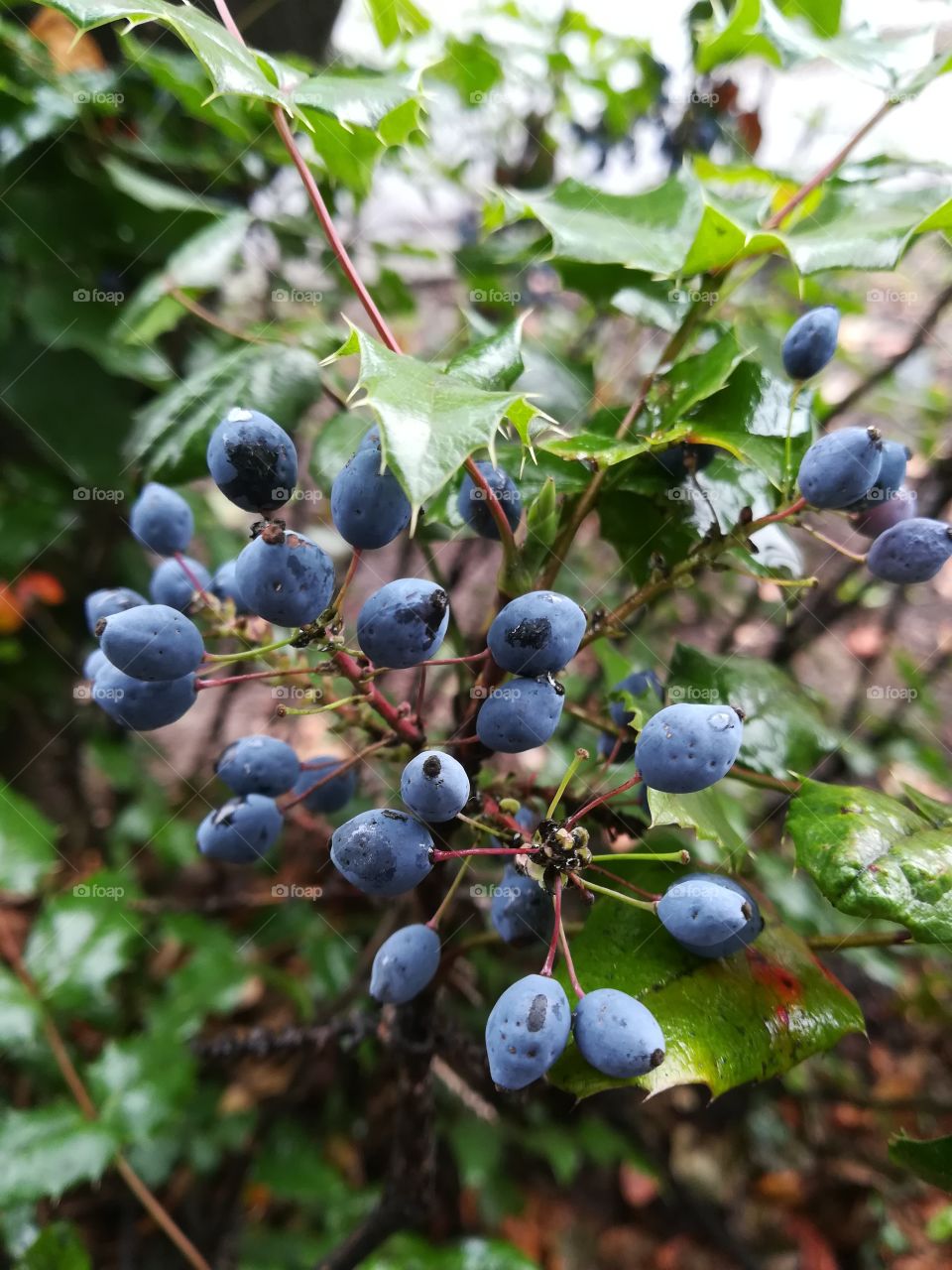 Wild berries