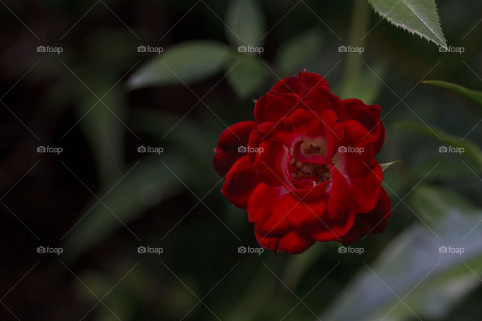 Garden Red Rose 