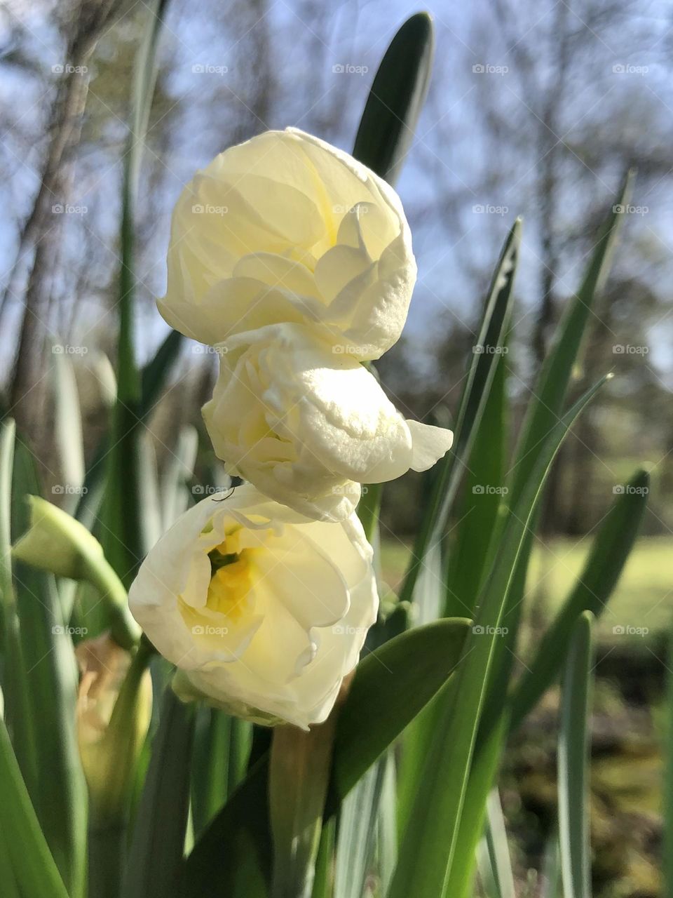 Closeup of trio of springtime daffodils. 