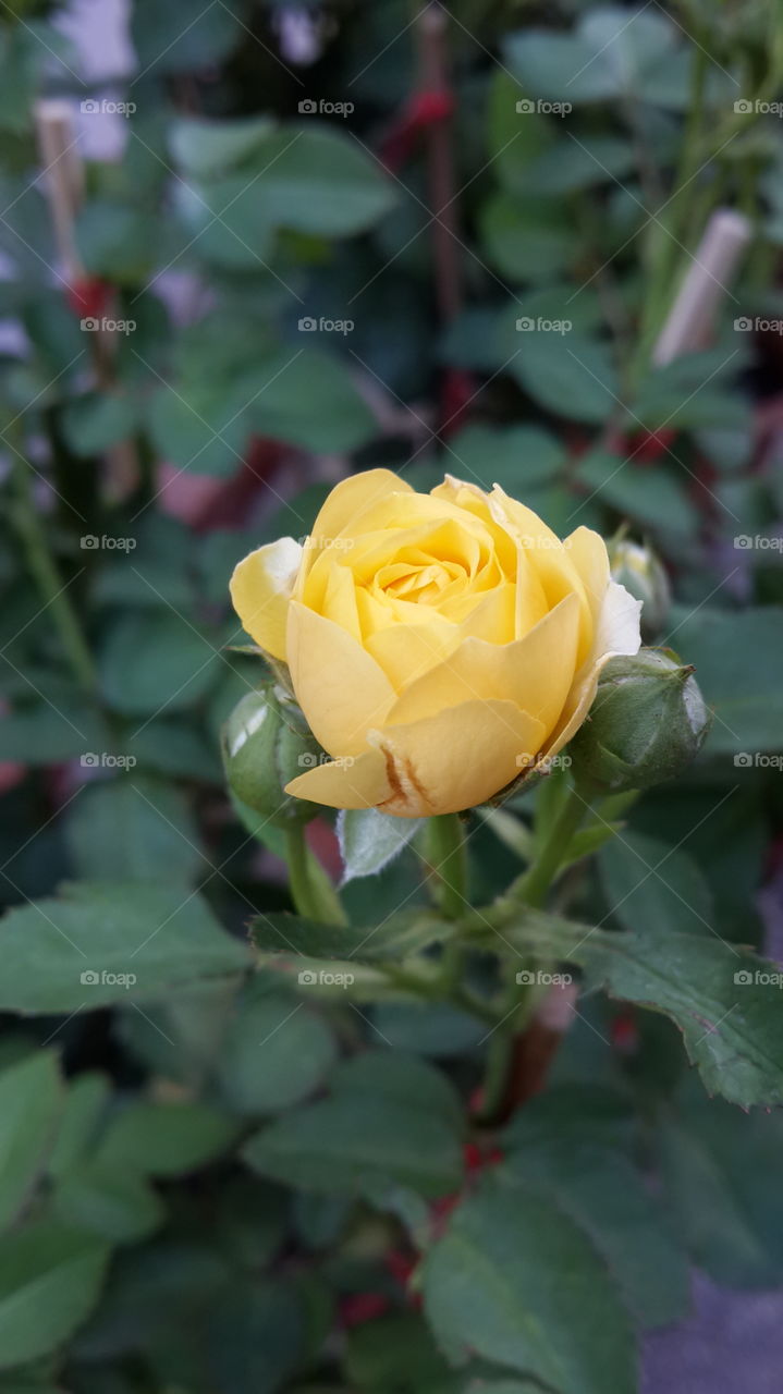 Pretty yellow rose
