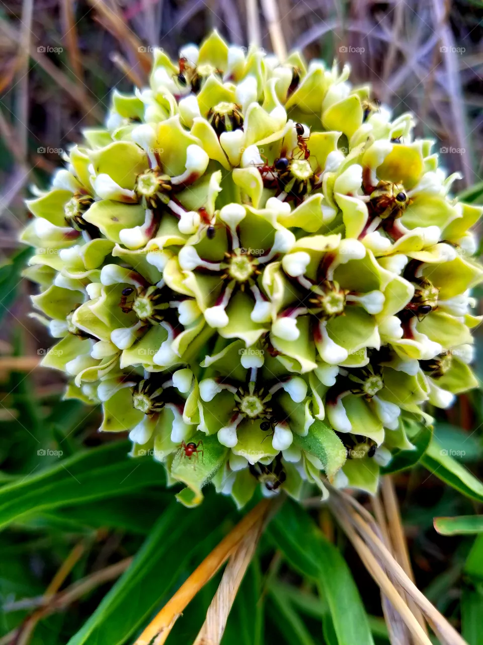 flower