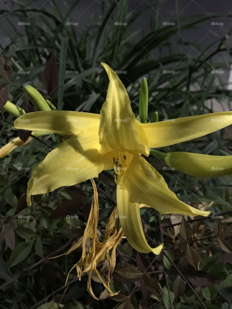 The blossoms of a plant at night. How beautiful it appears during nighttime. It is certainly a sight for sore eyes.