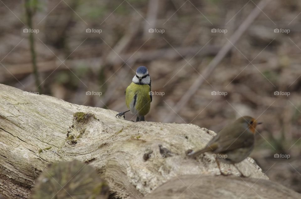Robin and Bluetit opposite on fallen tree