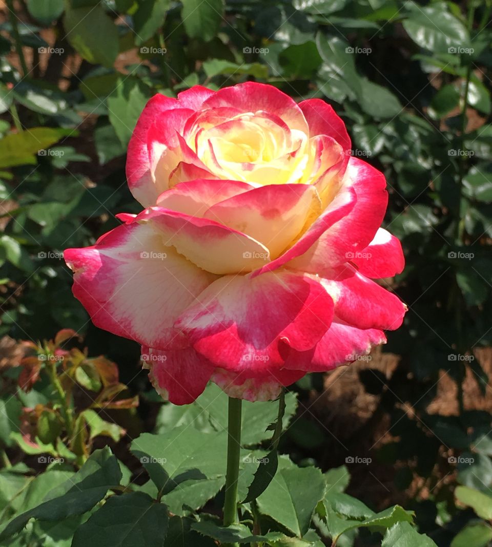 Multi-colored rose