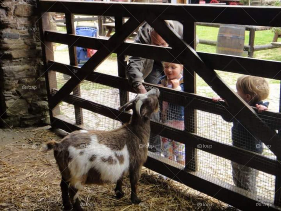 cornish cider farm, cornwall