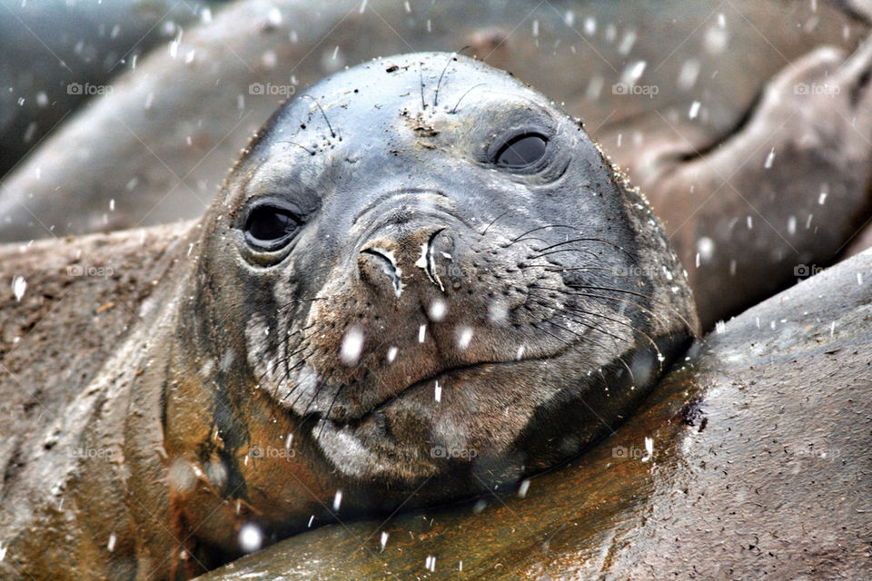 Extreme close-up of seal