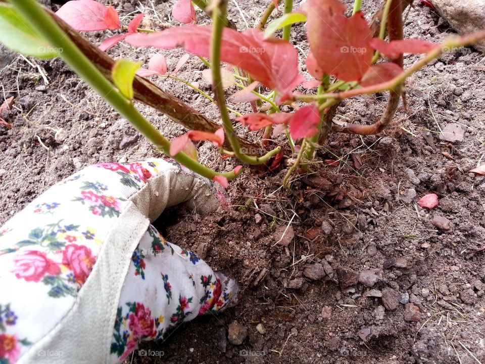 I love blueberries and I have finally planted three bushes in my garden.
I am looking forwards to the harvest😀

