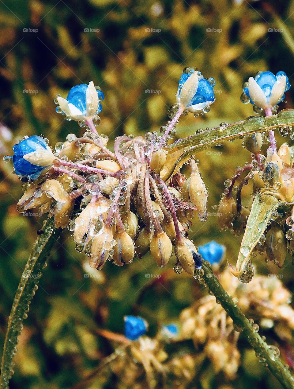 Plants around us - Sparkling morning rain drops lay on the blue blossoms 