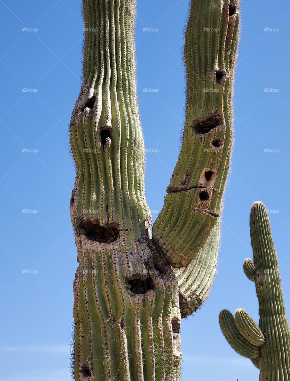 Bird Nest Holes in Cactus