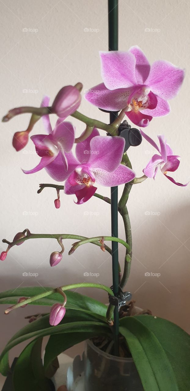 orchid