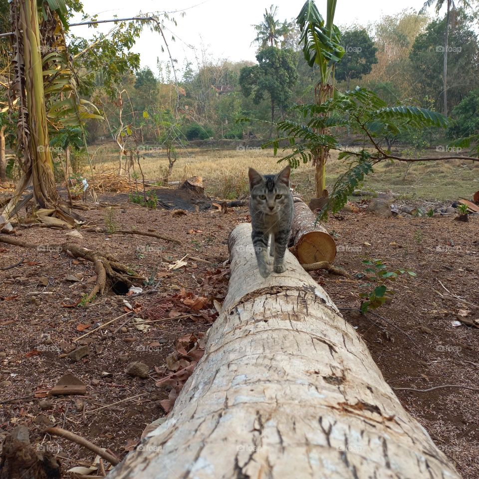 Cute kitten walking on a piece of wood