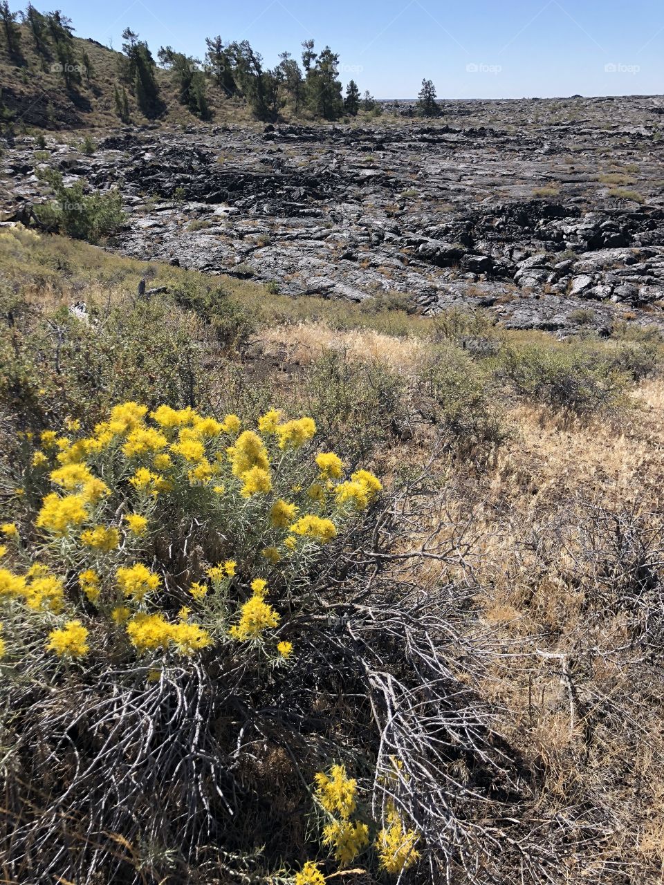 Craters of the Moon Landscape