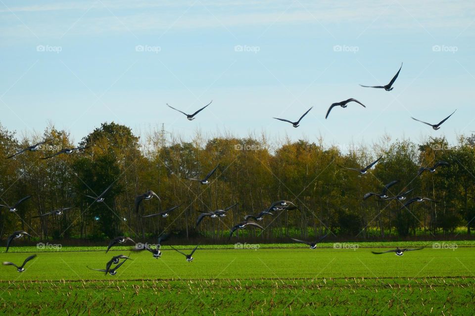 Meadow, Forest, Birds