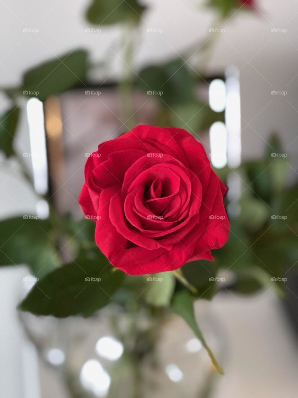 A single red rose