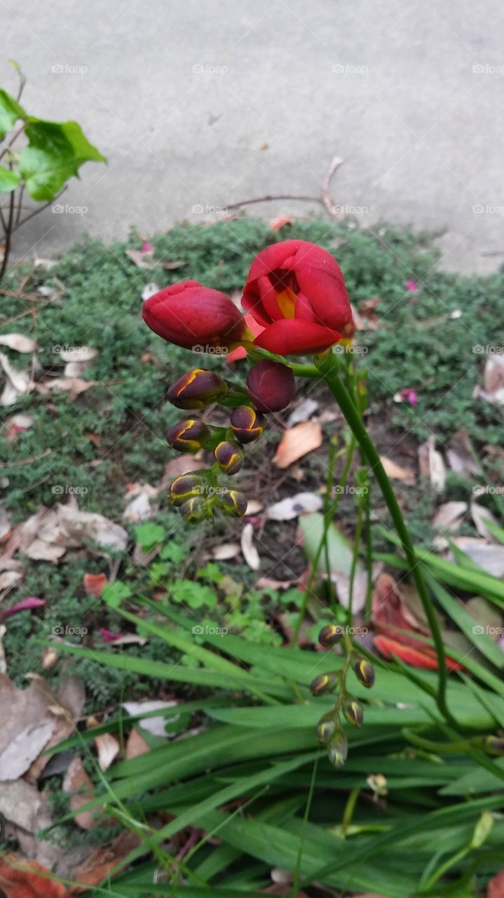 early spring flowers budding, taken by Mark sarden in my hometown of Sacramento California