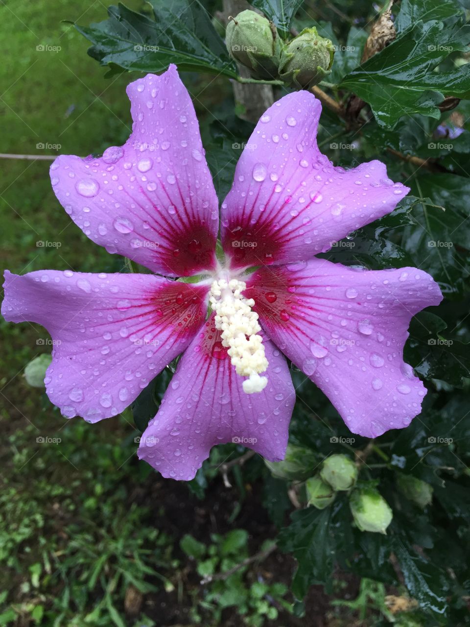 Rain drops on a purple flower
