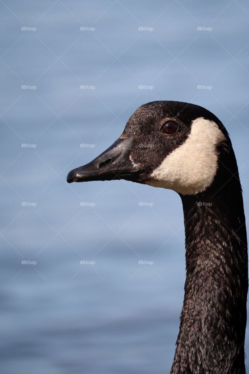 An inquisitive Canada goose observes a photographer on a beach near Commencement Bay, Tacoma. Washington State