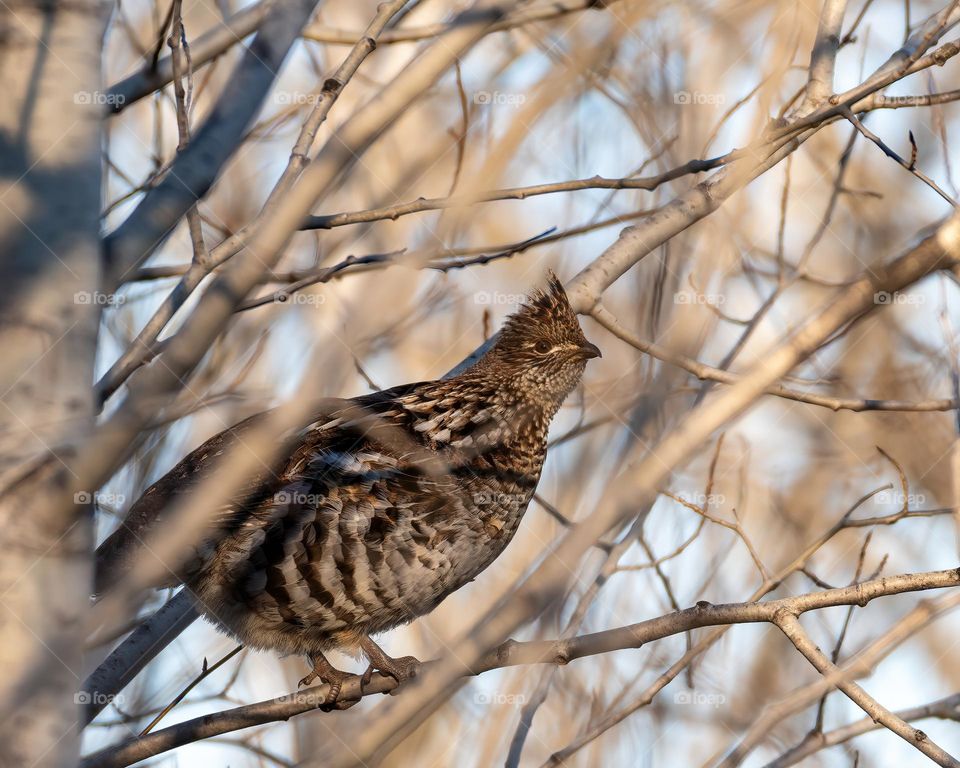 Female ruffed grouse (Bonasa umbellus) perched in a tree at sunset in autumn