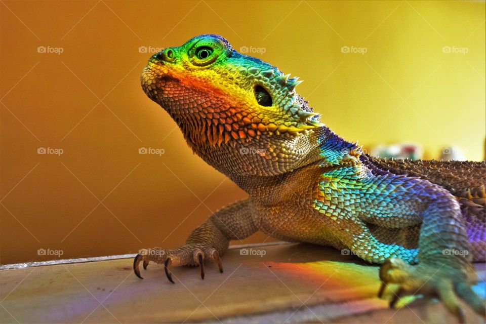 close up portrait from a beautiful bearded dragon with a colorful prism rainbow on his skin