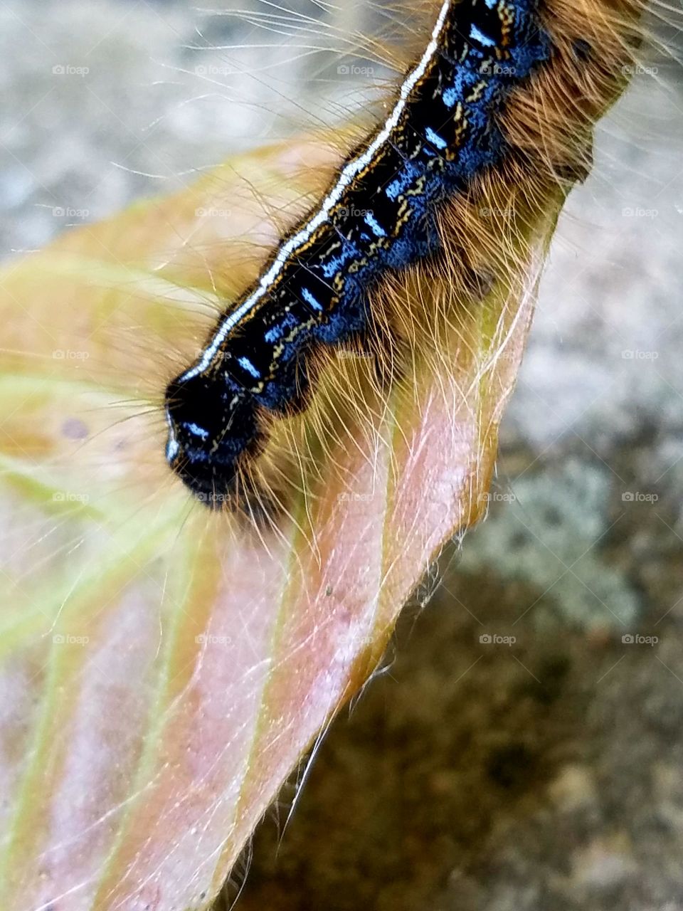 very hairy black shiny caterpillar crawling down light colored leaf, close-up
