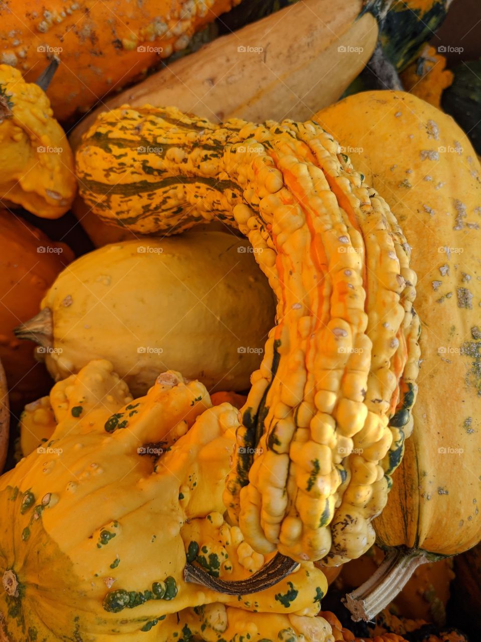 gourds