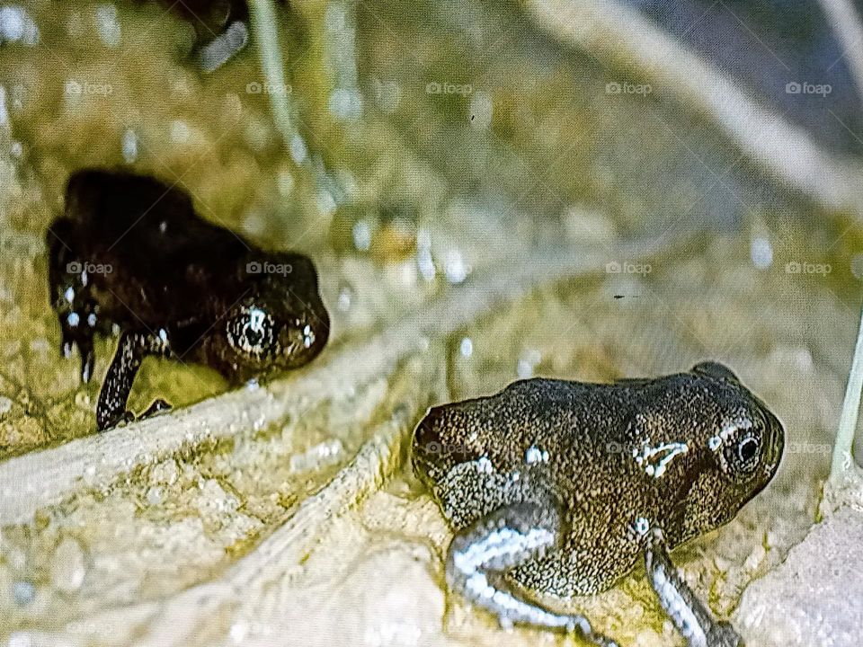 two frogs