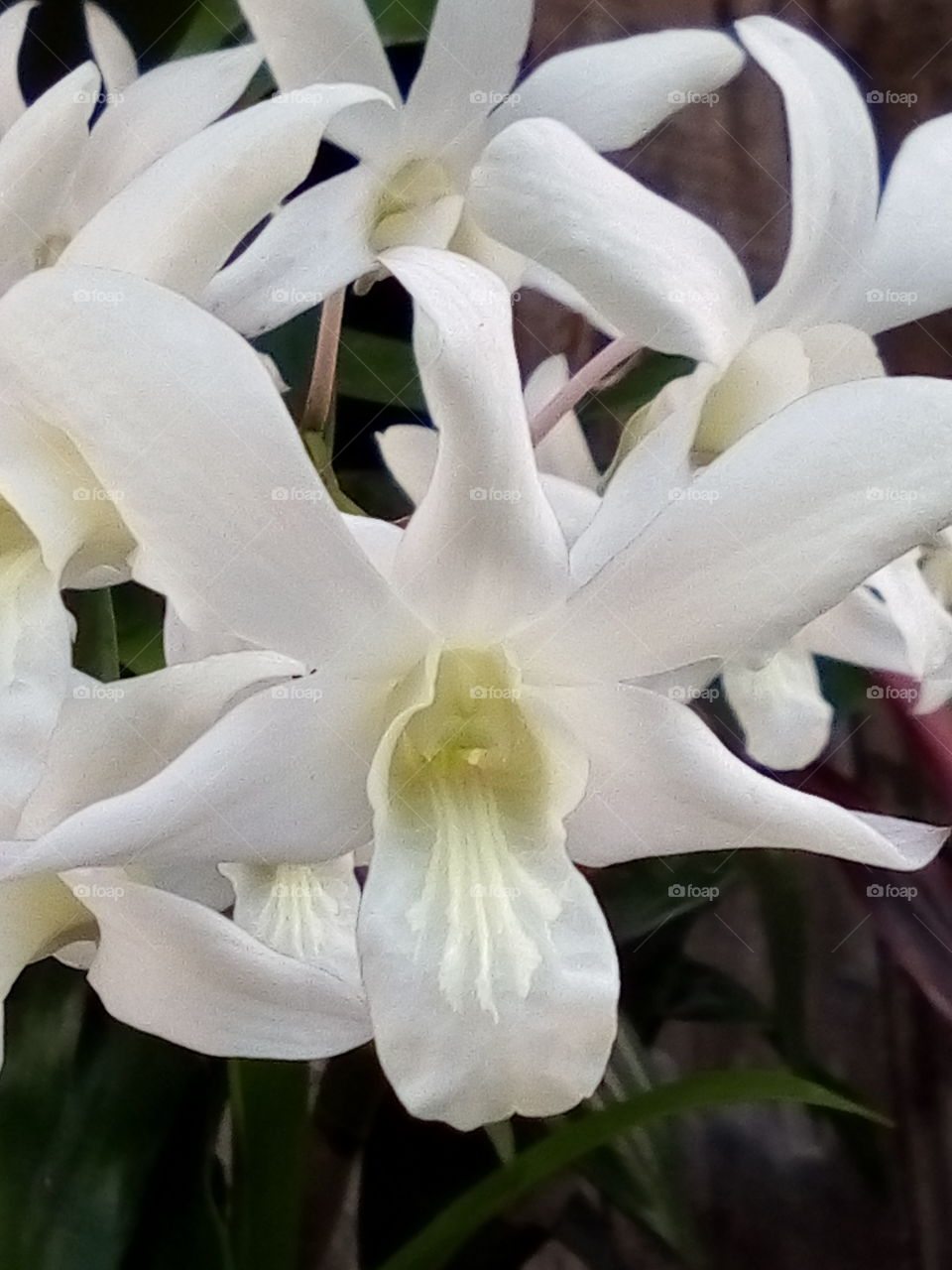 white orchids