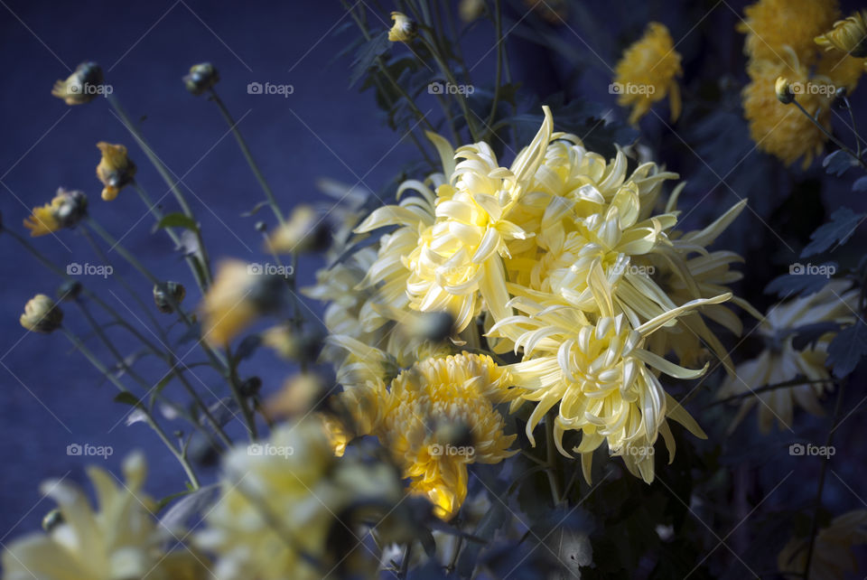 Yellow flowers-  a burst of freshness and vibrancy - soothing to the eyes - joy to the soul.