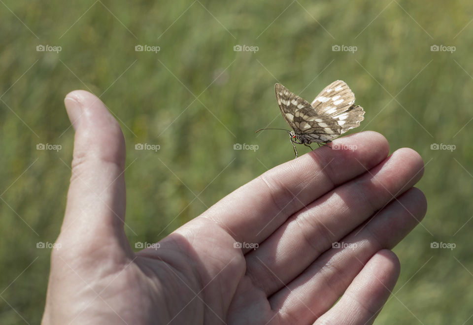 Butterfly on human hand