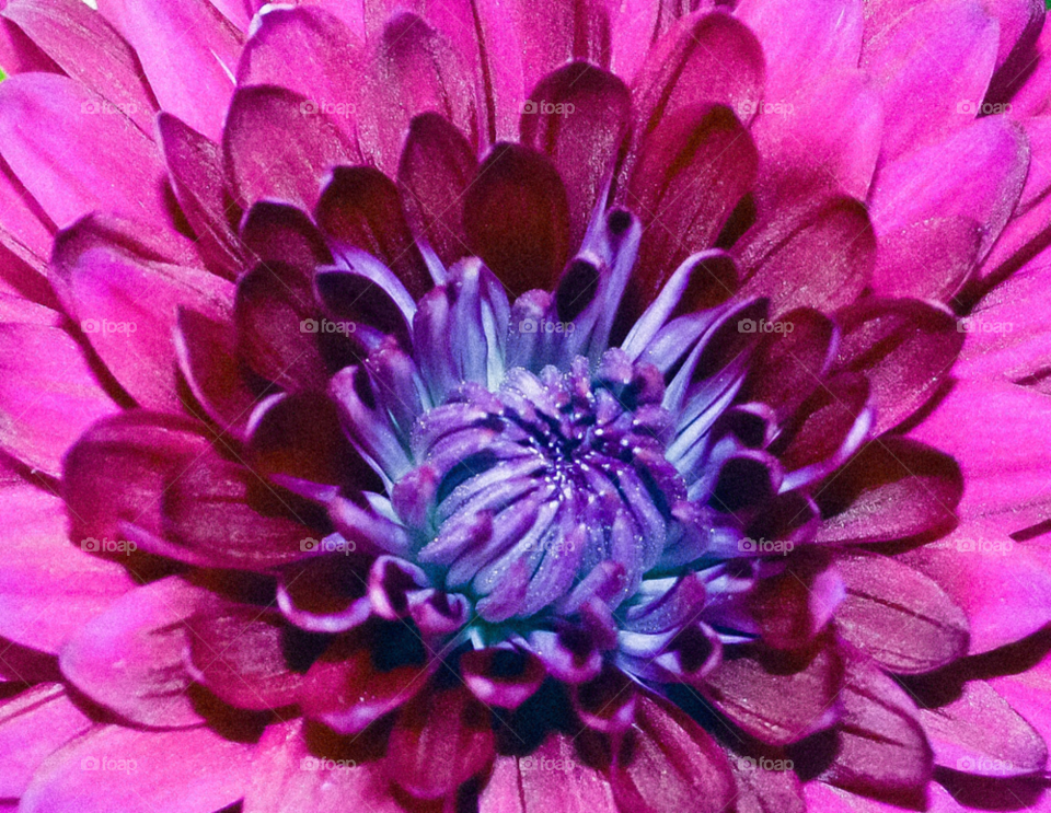 flower purple by welshmel