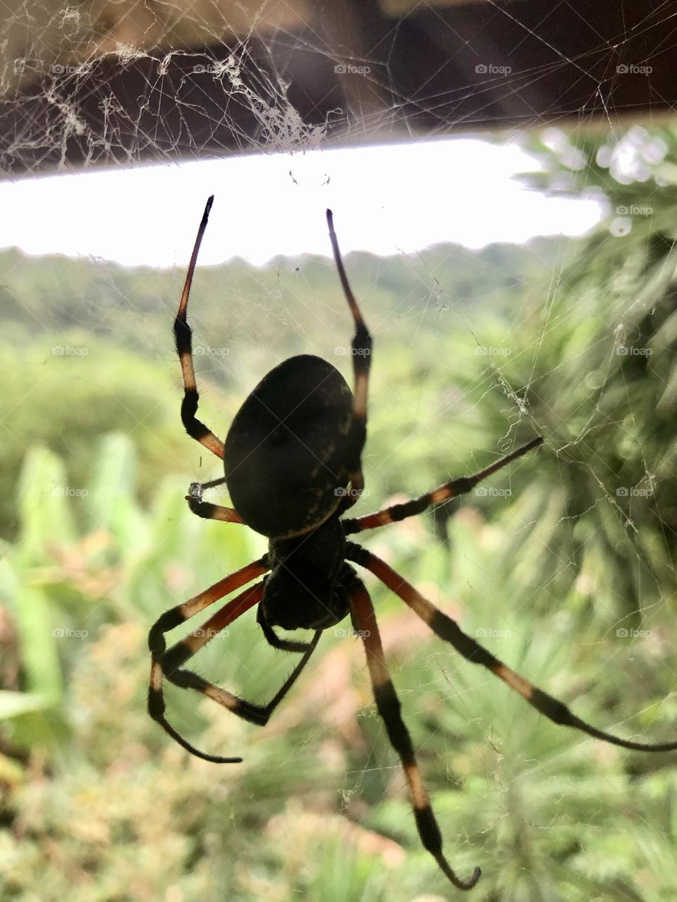 Aranha. Brasil.