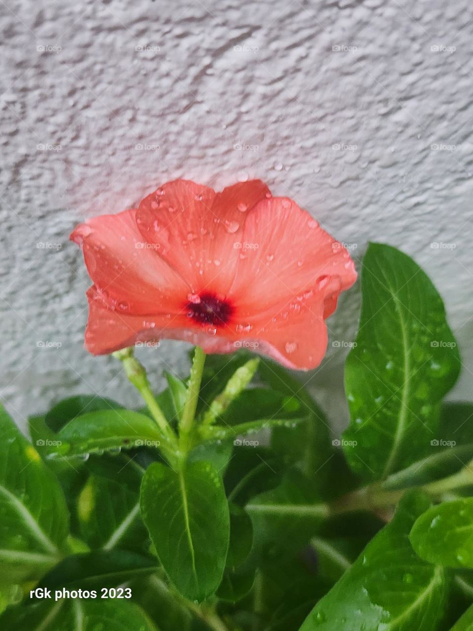 vinca raindrops