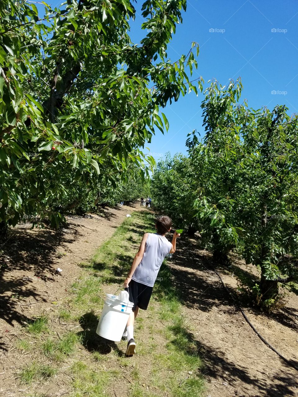 cherry picking boy