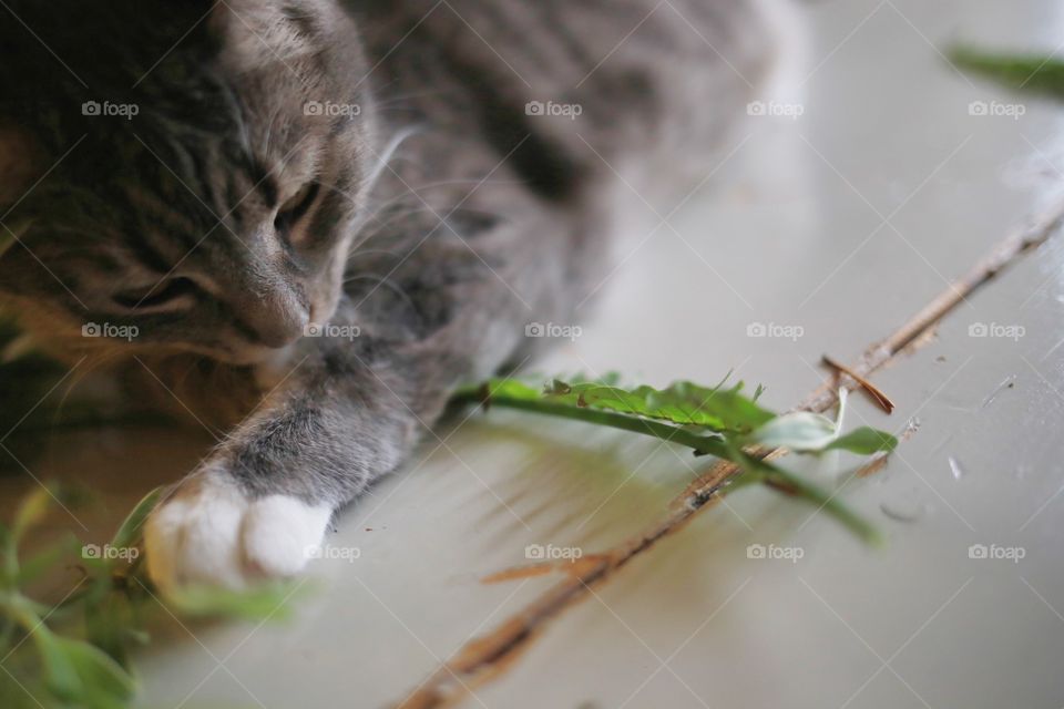 Cat playing with plants