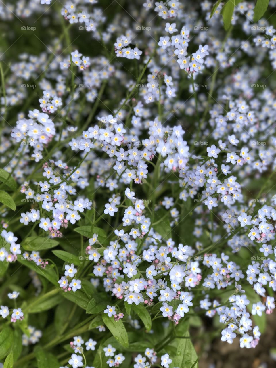 Forget-me-not