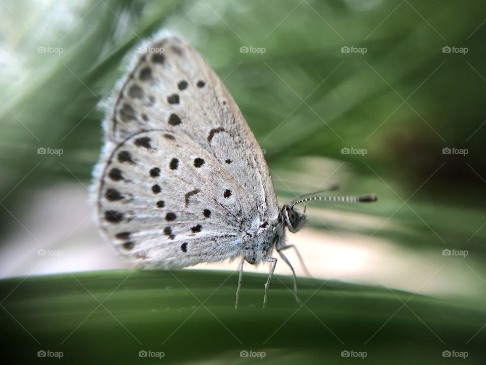 Pretty  Butterfly
