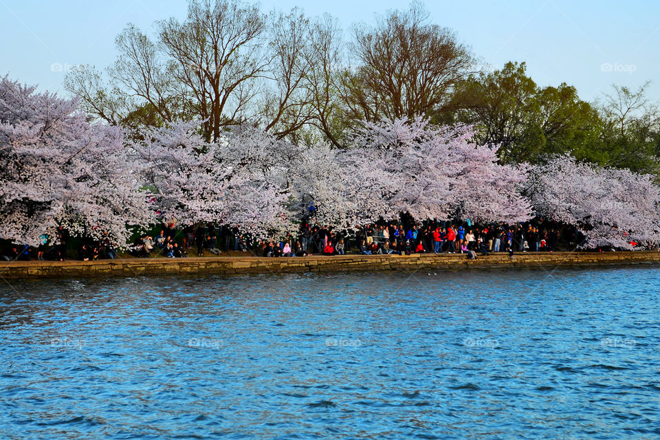 cherry blossoms lining the Tidal Basin